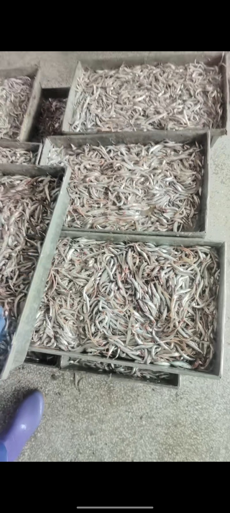 淡干海龙鱼