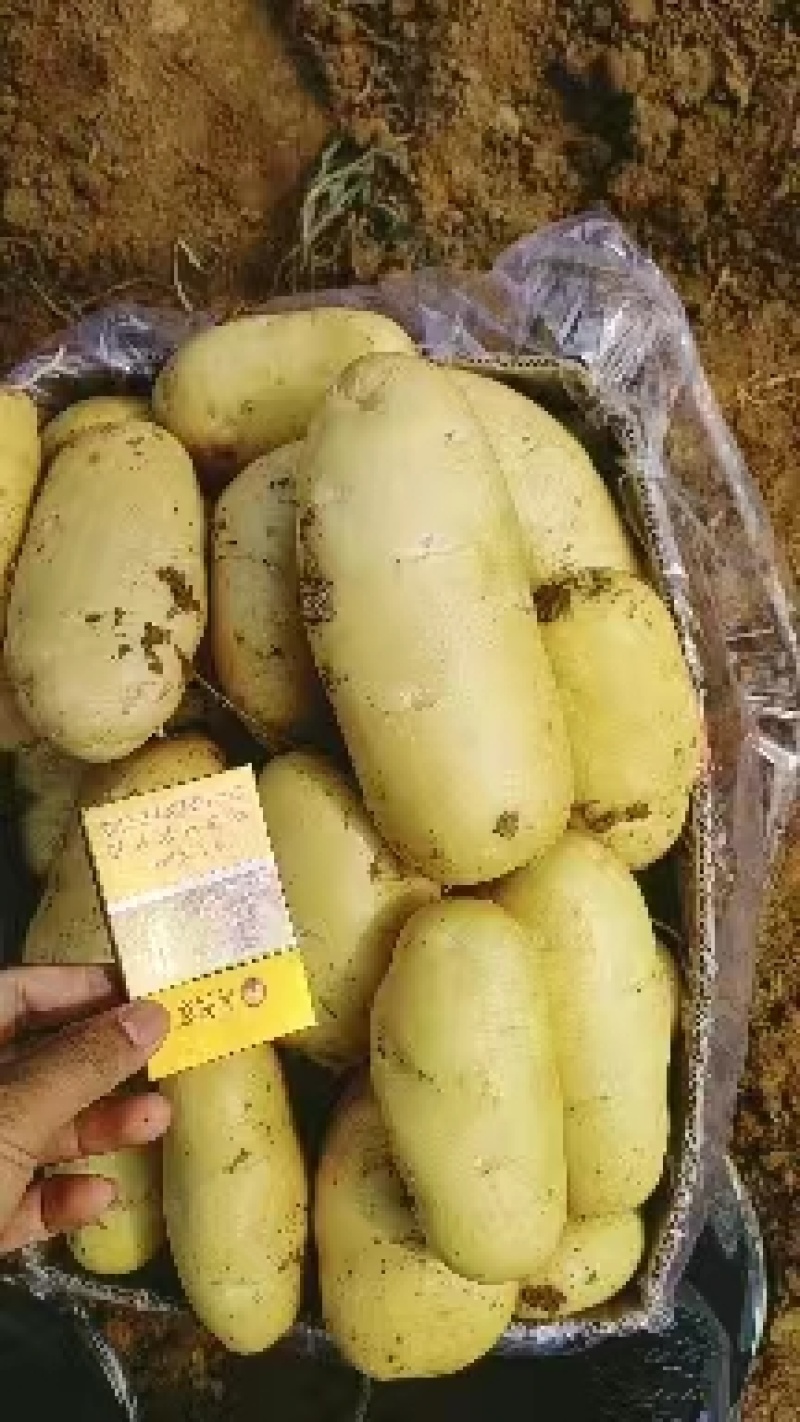 山东土豆精品黄皮v7沃土，希土豆大量上市黄皮黄肉商超品质