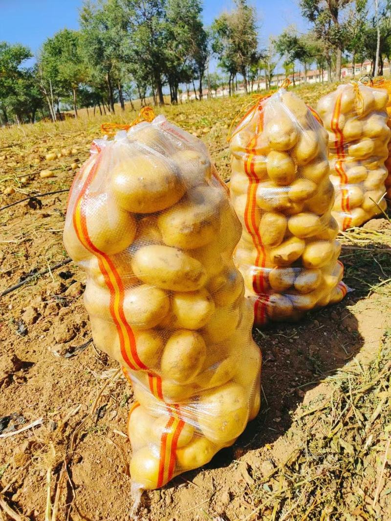 山东土豆精品黄皮v7沃土，希土豆大量上市黄皮黄肉商超品质