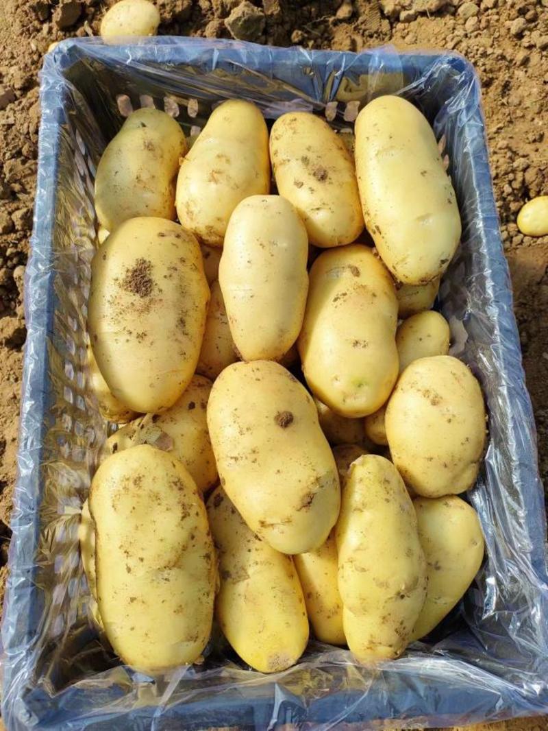 【精选】内蒙希森V7沃土三土豆规格齐全全国发货表面光滑
