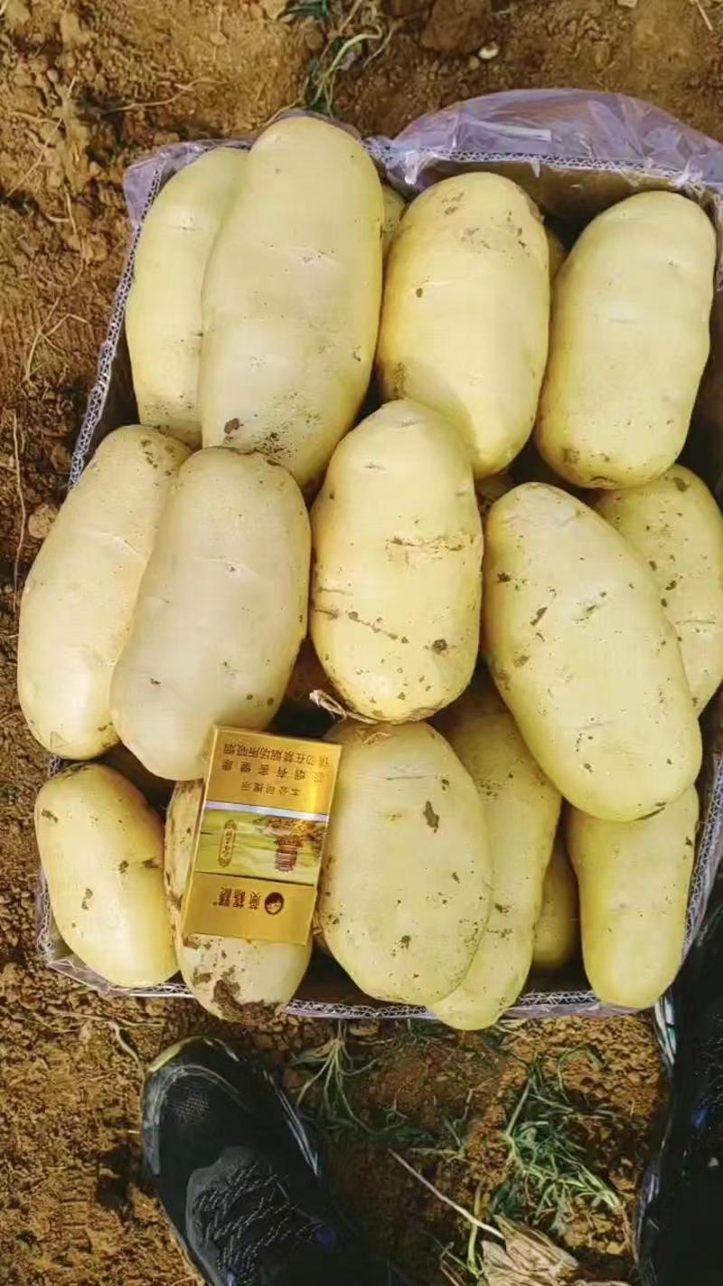 【精选】内蒙希森V7沃土三土豆规格齐全全国发货表面光滑
