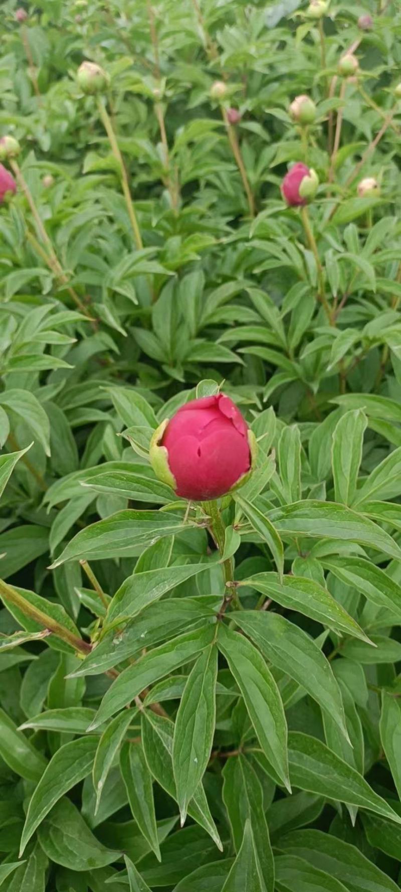 ～高杆红～芍药鲜切花菏泽种植基地，自家花田现要现采