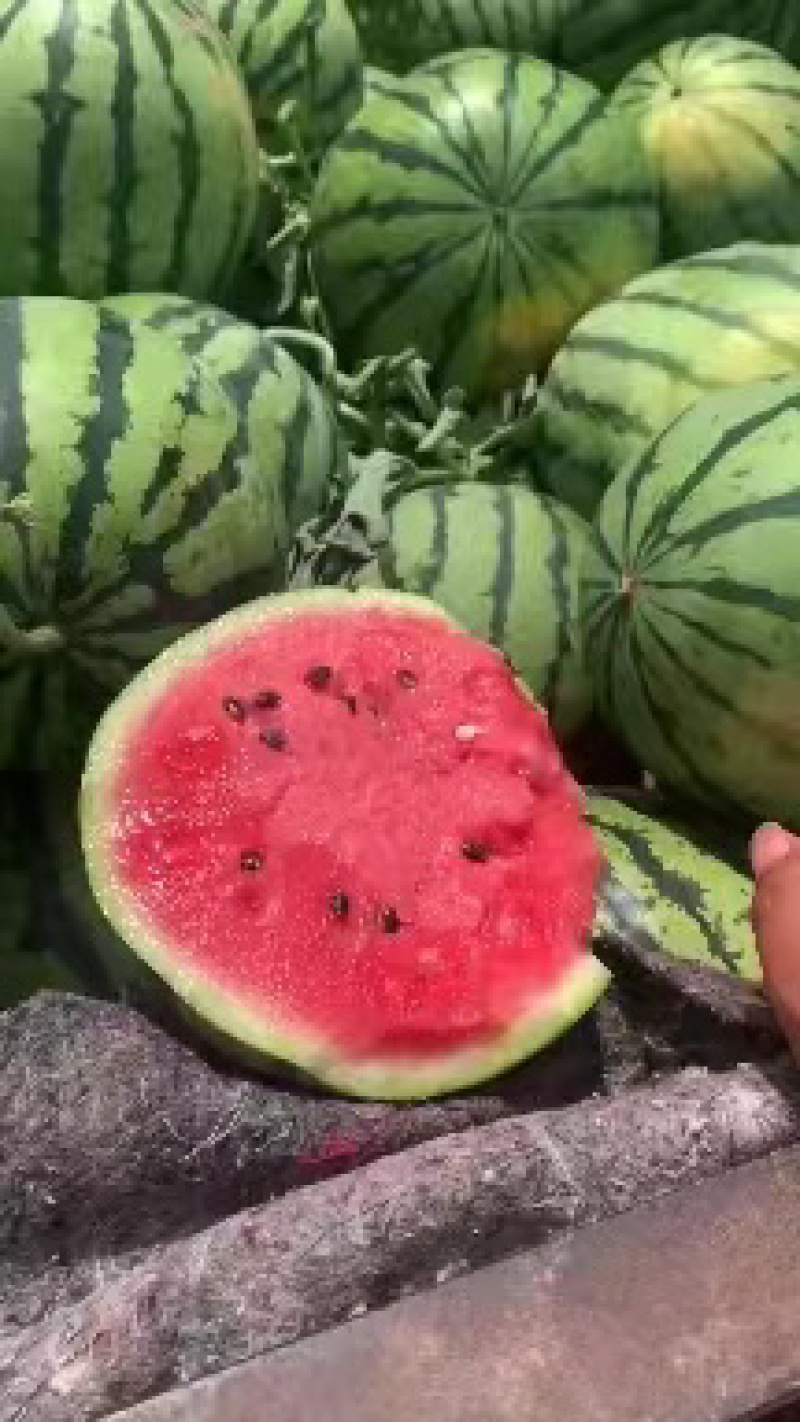 【推荐】精品8424西瓜头茬西瓜包熟包甜全国发货