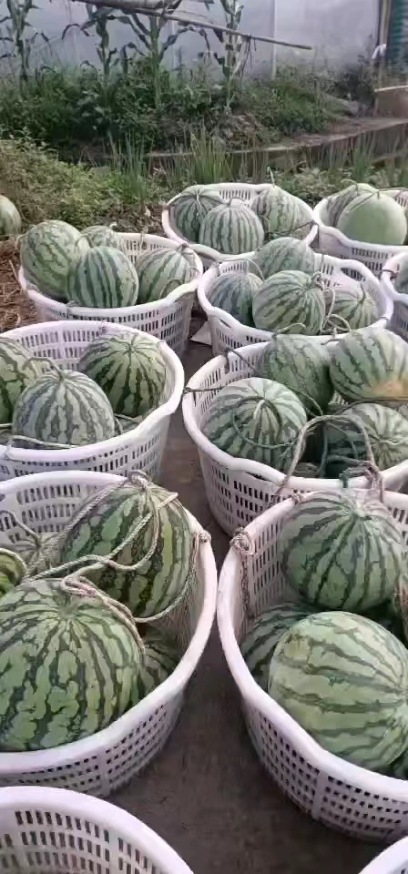 【推荐】精品8424西瓜头茬西瓜包熟包甜全国发货