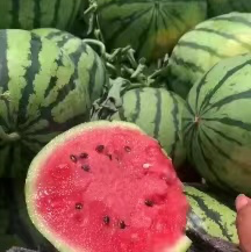 【推荐】精品8424西瓜头茬西瓜包熟包甜全国发货