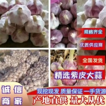 金乡大蒜各种规格质量好产地现货全国