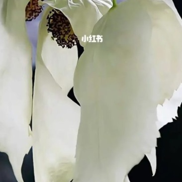 栱桐花