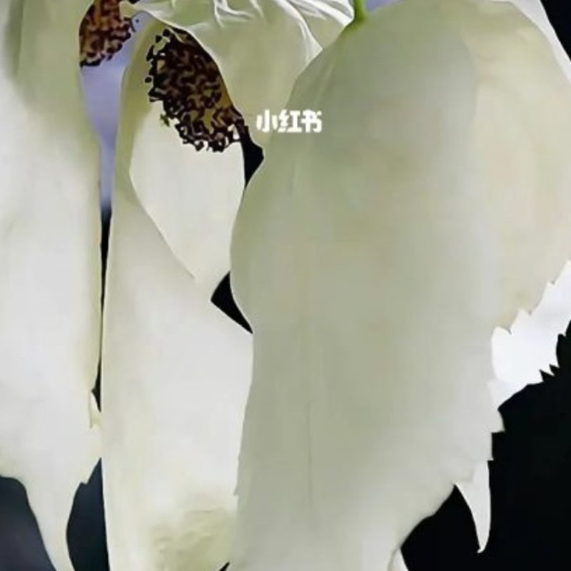 栱桐花