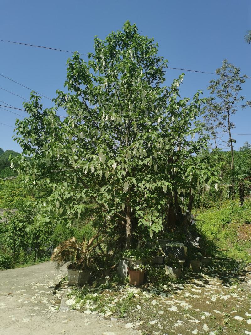 栱桐花