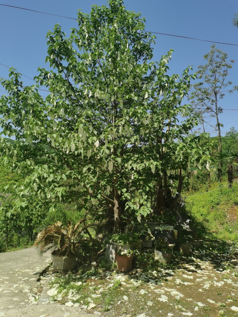 栱桐花