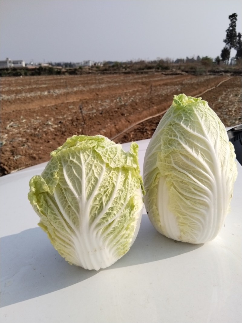 娃娃菜，大娃娃菜！精品娃娃菜，保质保量！