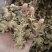 藁本，江西，新货无硫无杂，过筛新货，欢迎选购
