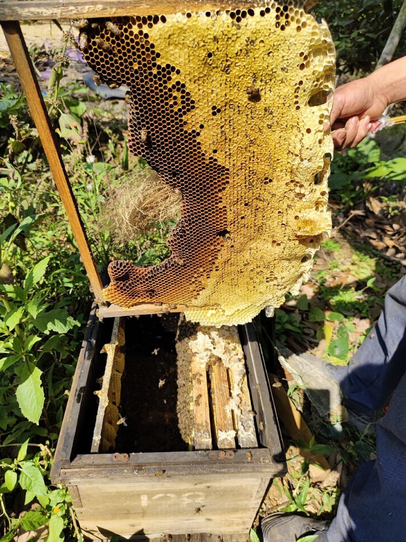 供应土蜂蜜，可长期合作，蜜源稳定，有兴趣老板联系