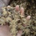 藁本，江西，新货无硫无杂，过筛新货，欢迎选购