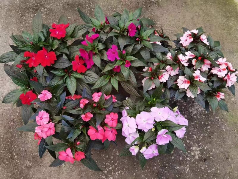 凤仙花带花带花苞发货净化新鲜空气园林绿化花镜常备园艺盆栽