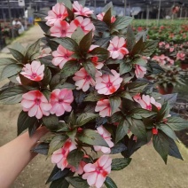 凤仙花带花带花苞发货净化新鲜空气园林绿化花镜常备园艺盆栽