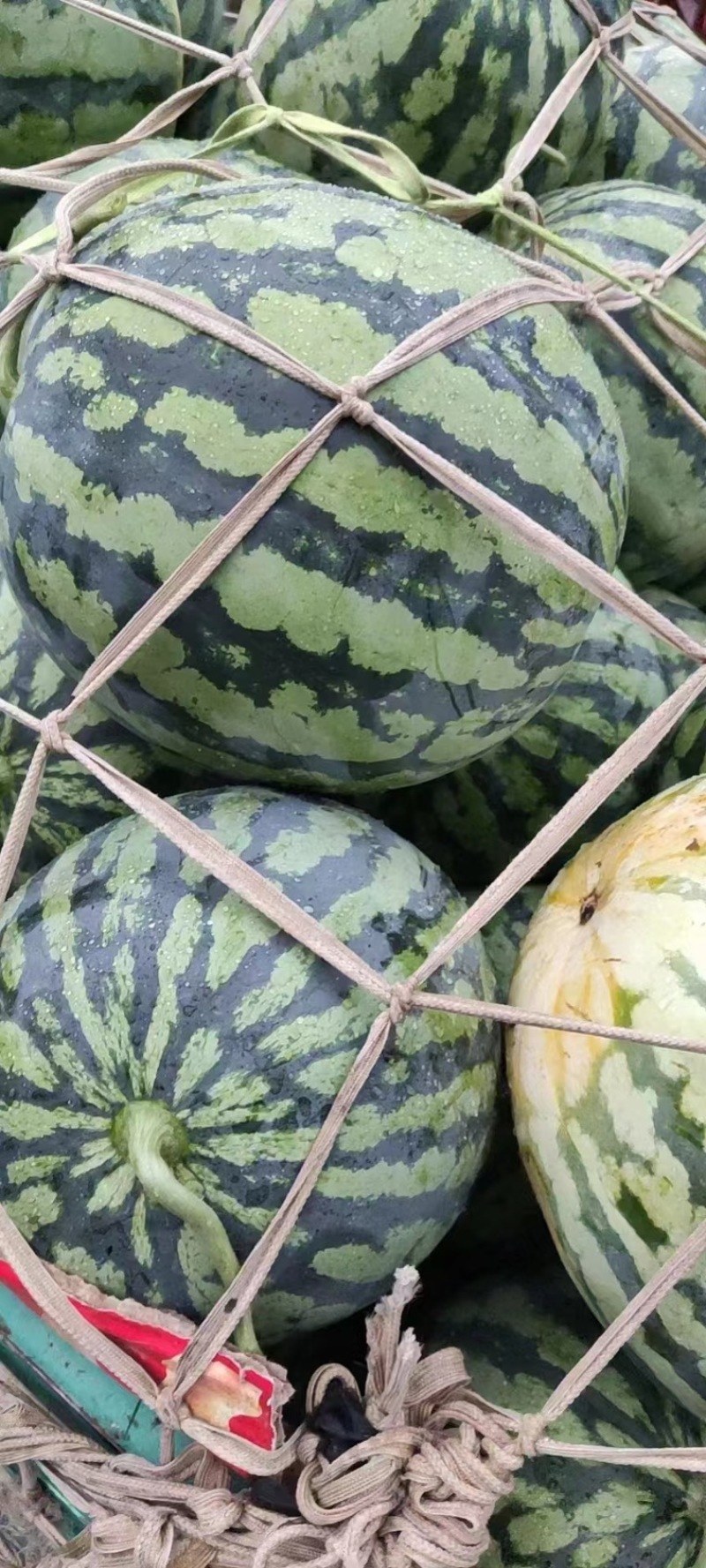 【推荐】精品甜王西瓜产地直发对接各大平台电商