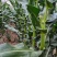 水果玉米太阳花系列