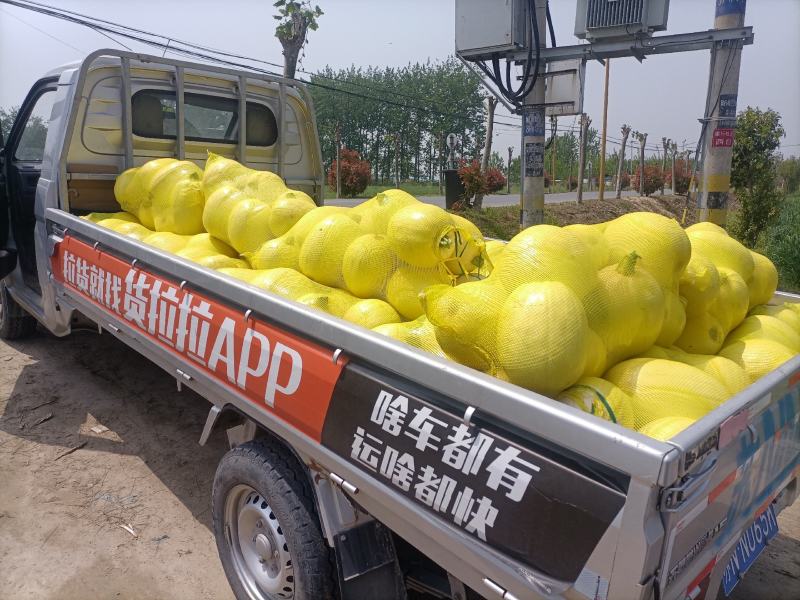 金丝搅爪