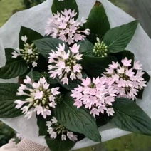 五星花带花带花苞发货净化新鲜空气园林绿化花镜常备园艺盆栽