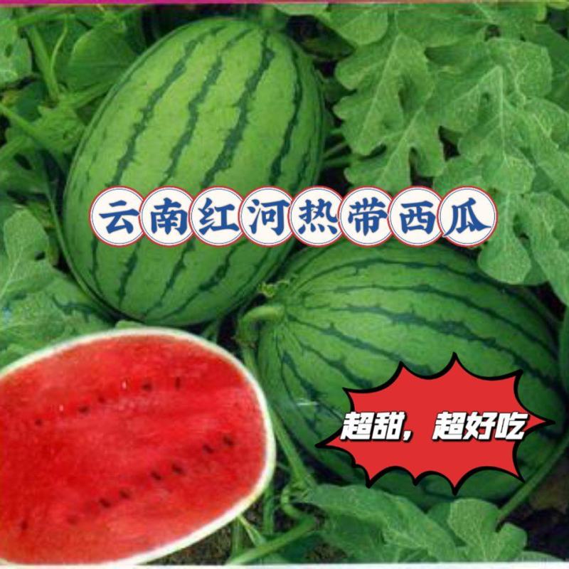 云南红河西瓜大量上市中，规格齐全