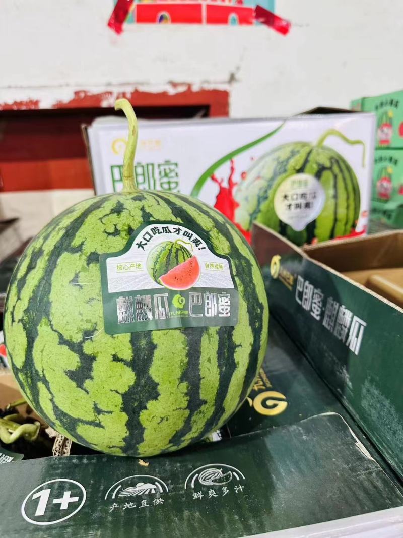 云南红河西瓜大量上市中，规格齐全