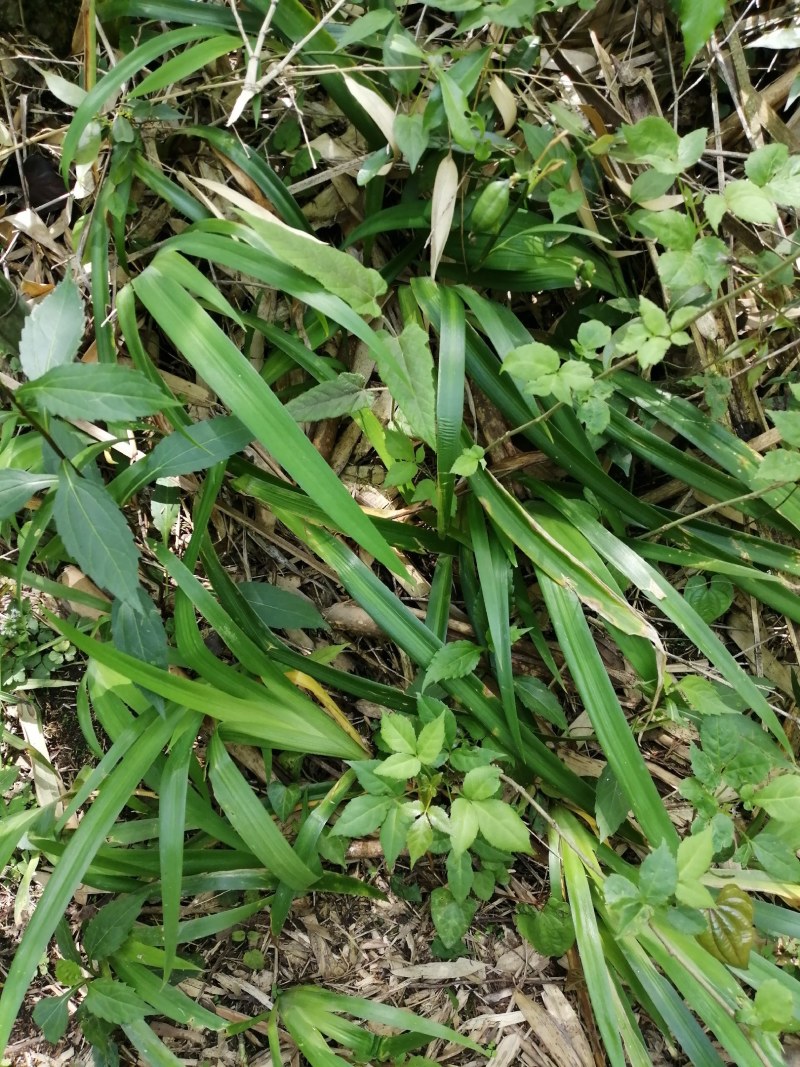 林原沟地纯野生蝴蝶兰苗【扁竹根】欢迎抢购