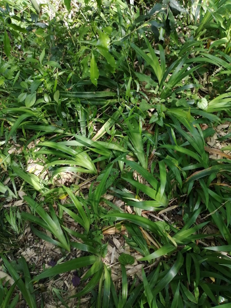 林原沟地纯野生蝴蝶兰苗【扁竹根】欢迎抢购