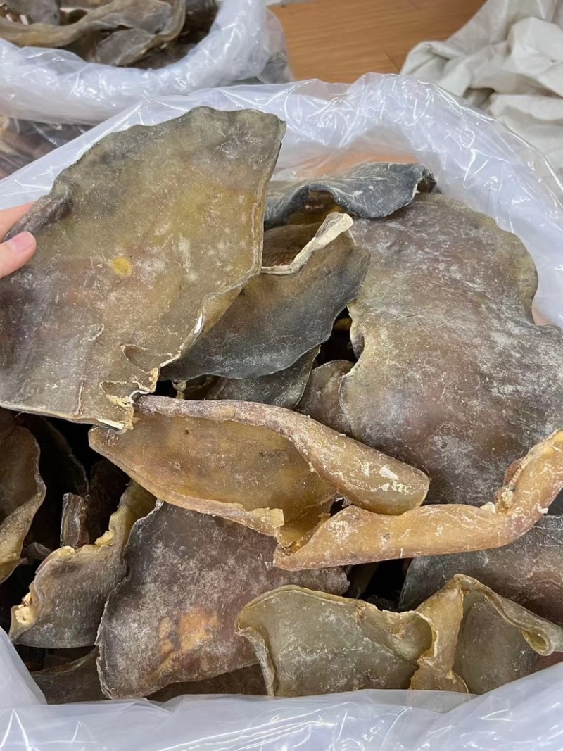 甲鱼裙边大片超厚肉水鱼裙边龟板胶酒楼酒店专用大头数裙边
