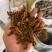 黄连中药鸡爪连黄连泡水黄莲片正品苦黄连粉包邮