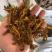 黄连中药鸡爪连黄连泡水黄莲片正品苦黄连粉包邮