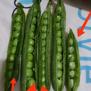 新野县双花11VS中豌6号，可走电商与市场