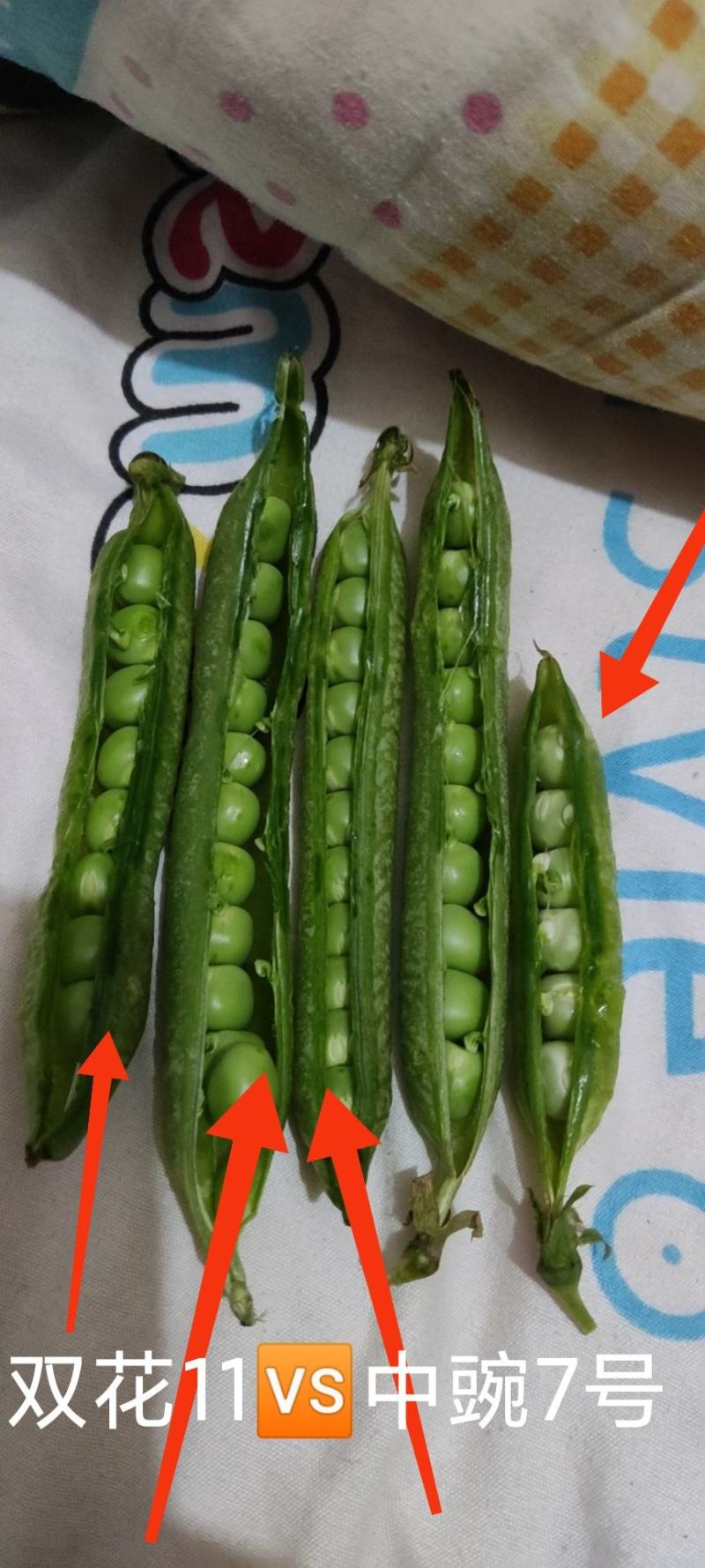 新野县双花11VS中豌6号，可走电商与市场
