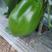 新野县精品绿茄，可走电商与市场