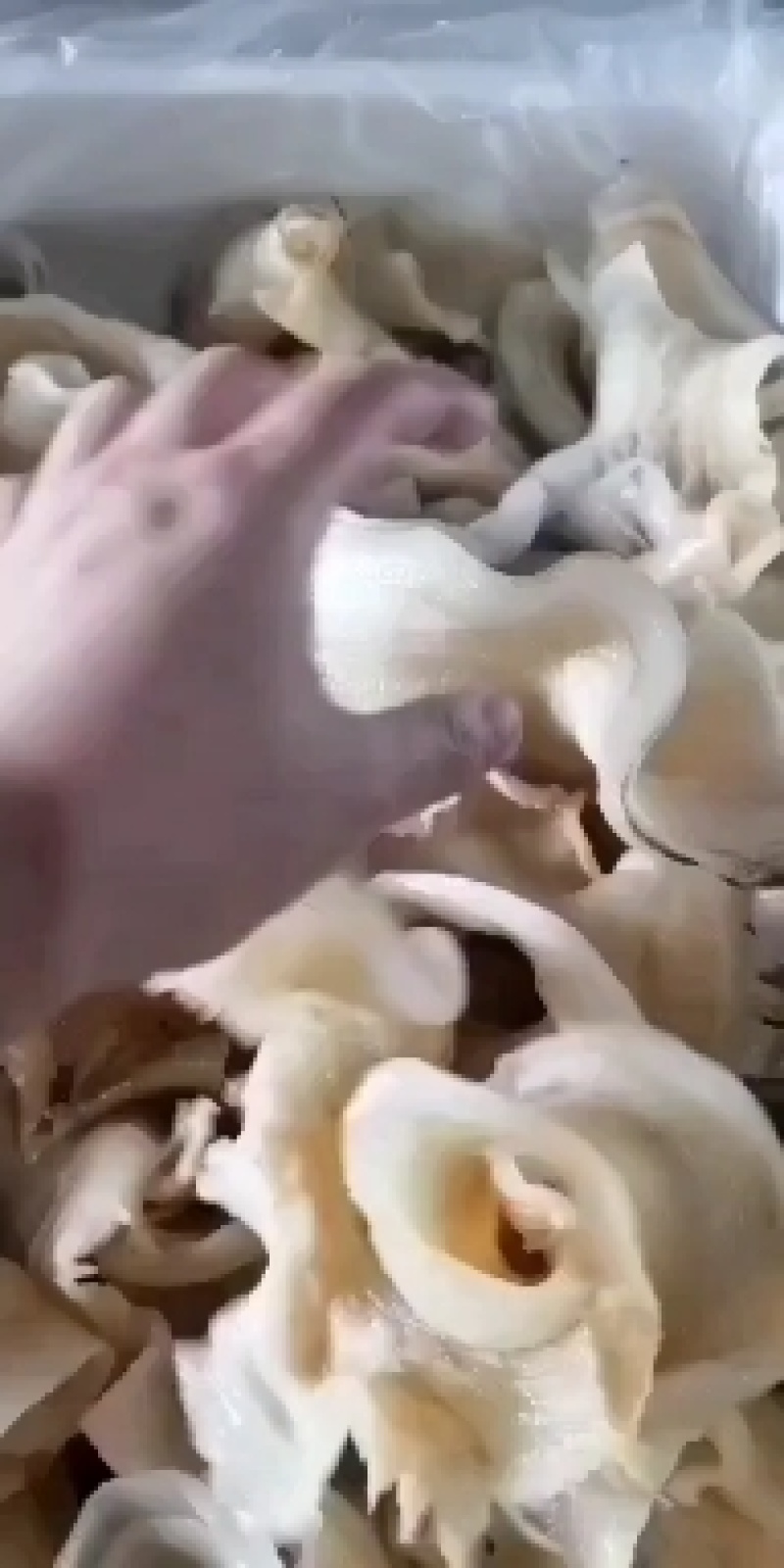 鱼唇