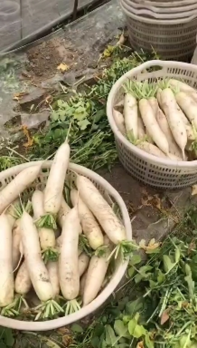 精品白萝卜供农贸市场商超电商平台