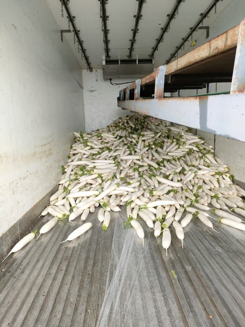 精品白萝卜供农贸市场商超电商平台