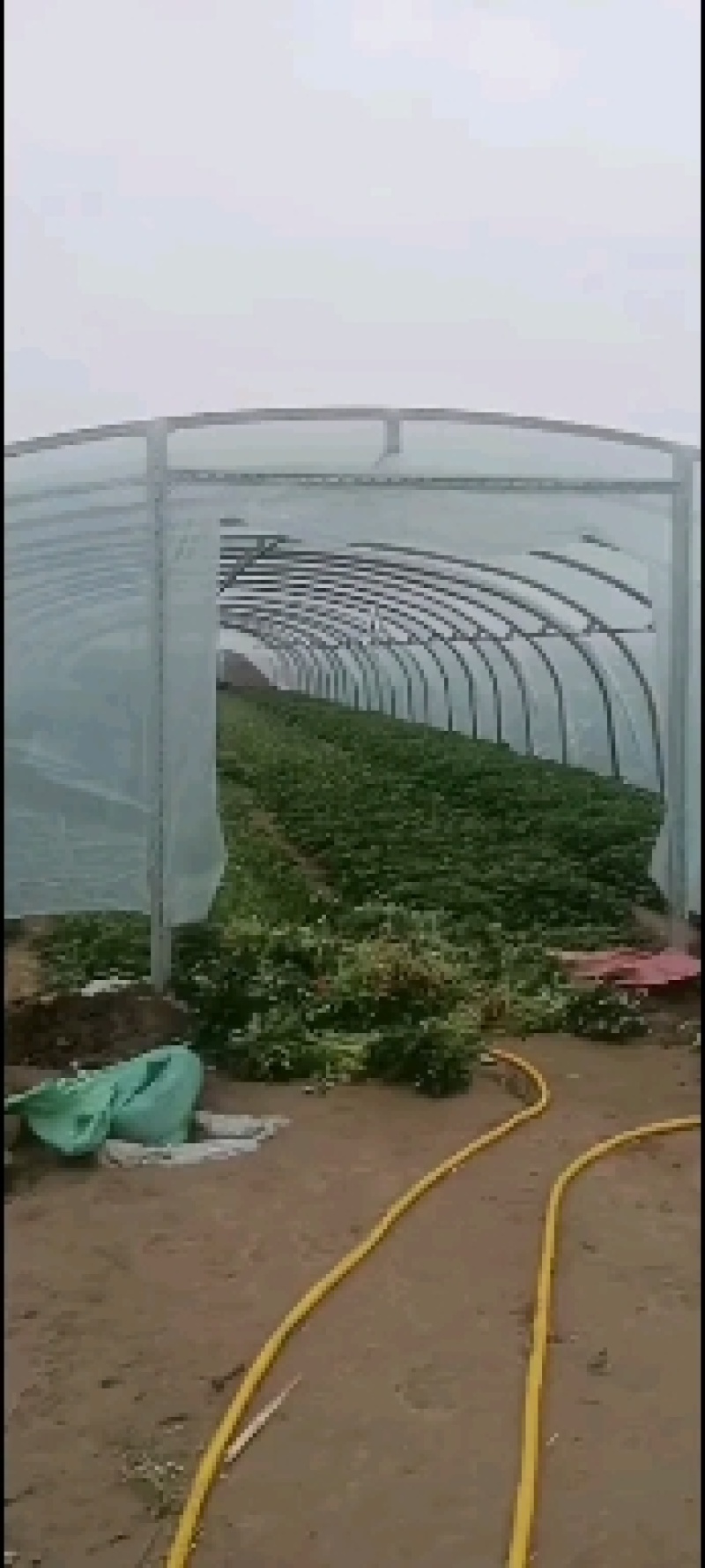 脱毒西瓜红薯苗，株高30公分以上，百株重二斤半以上，