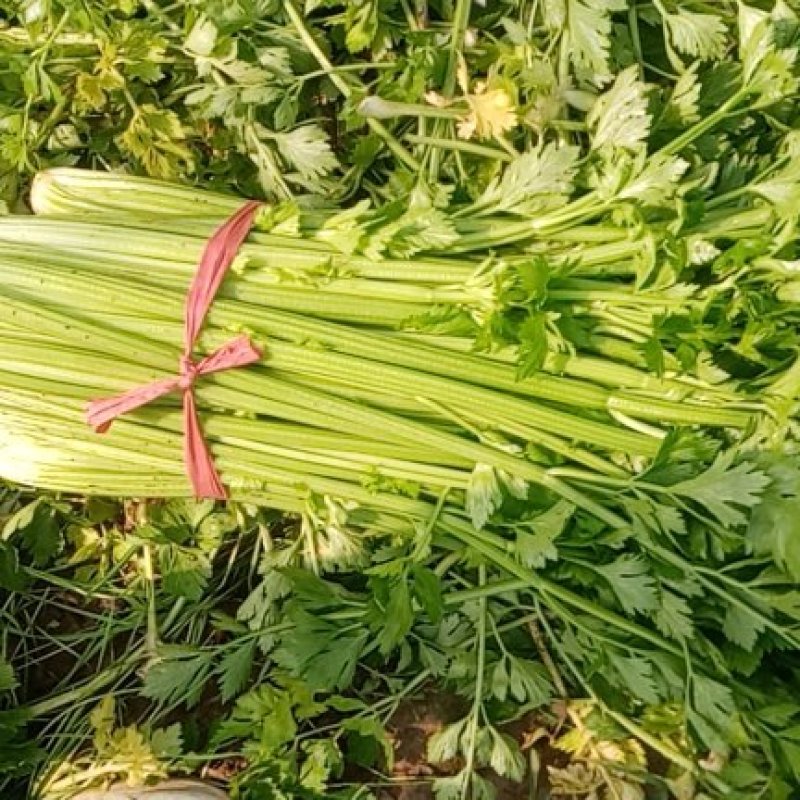 河南商丘柘城董庄芹菜基地，常年种植西芹芹菜，