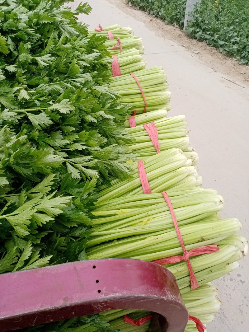 河南商丘柘城董庄芹菜基地，常年种植西芹芹菜，