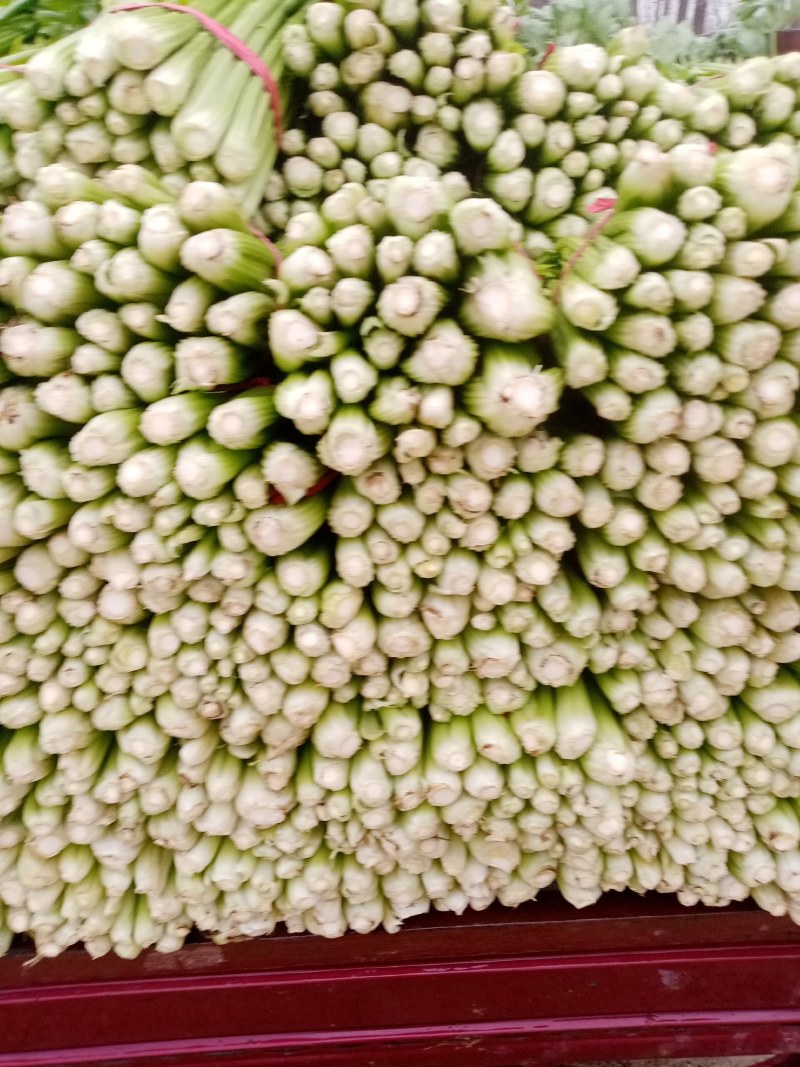 河南商丘柘城董庄芹菜基地，常年种植西芹芹菜，
