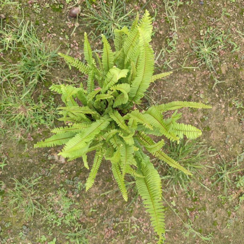 2304苗圃供应肾蕨30-60cm高盆苗排骨草绿