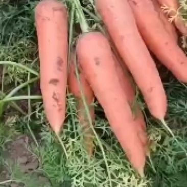 供商超食堂平台红萝卜量大优