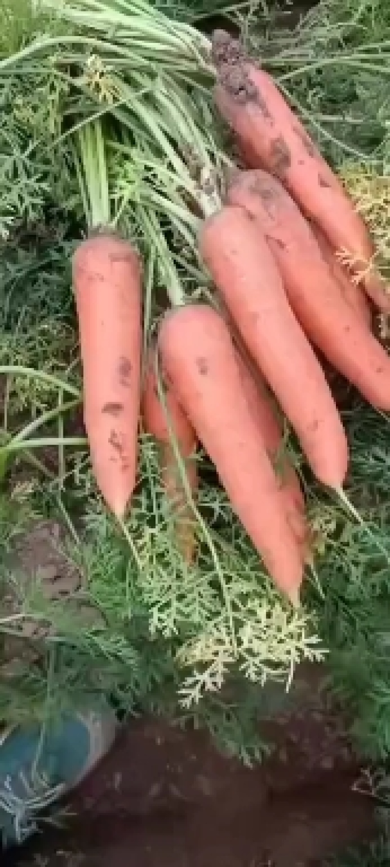 供商超食堂平台红萝卜量大优