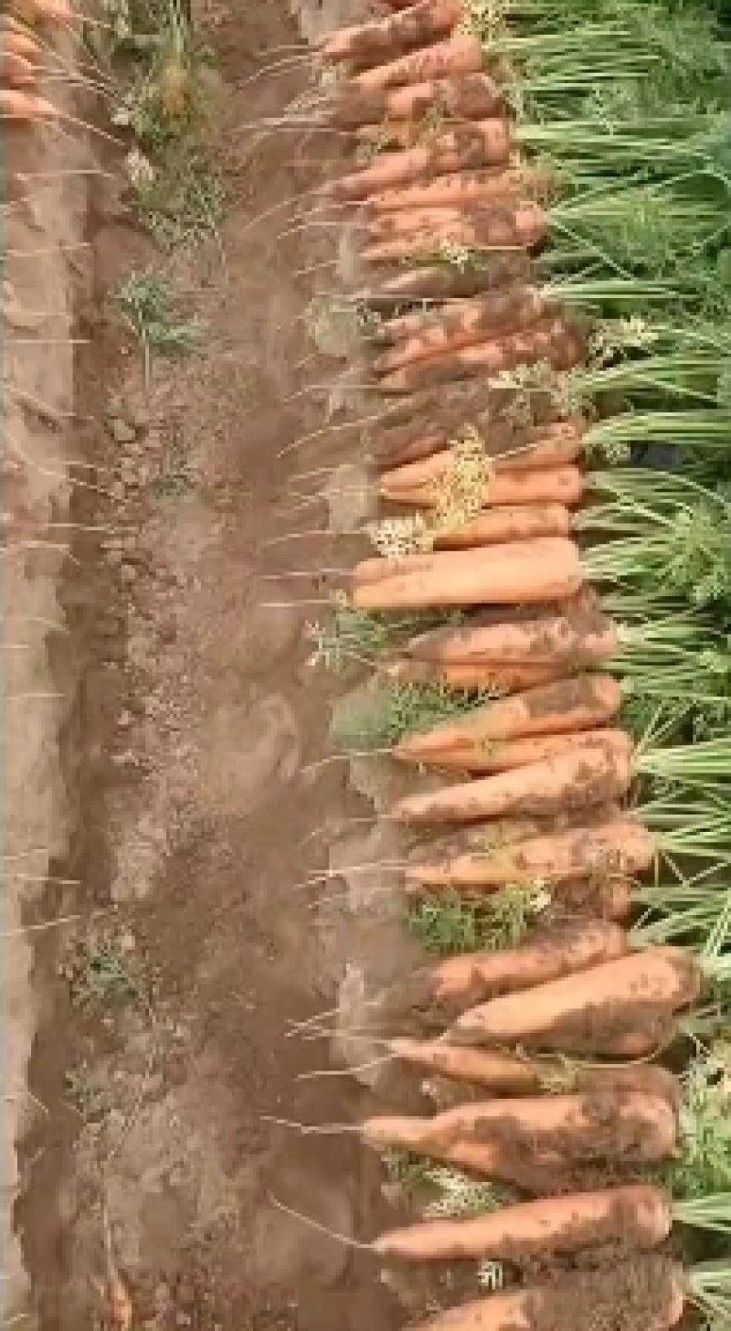 供商超食堂平台红萝卜量大优