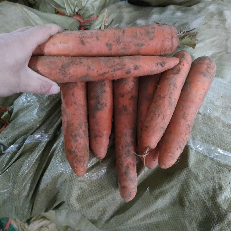 供商超食堂平台红萝卜量大优