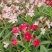 2304花圃供应粉花夹竹桃40-60cm高杯苗绿