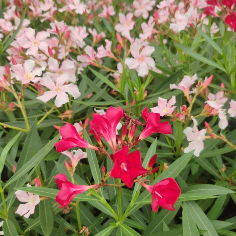 2304花圃供应粉花夹竹桃40-60cm高杯苗绿