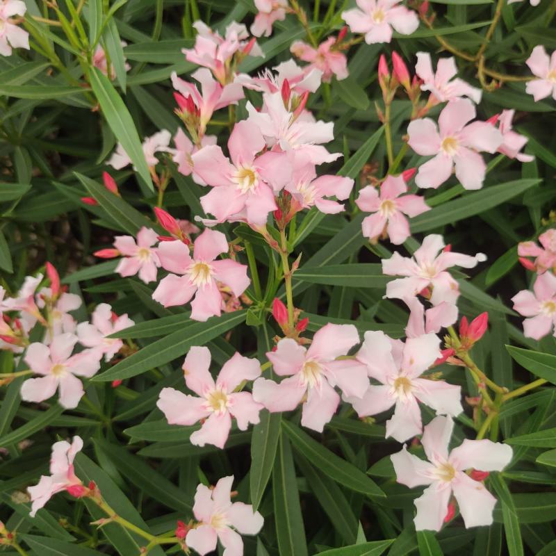 2304花圃供应粉花夹竹桃40-60cm高杯苗绿