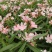 2304花圃供应粉花夹竹桃40-60cm高杯苗绿